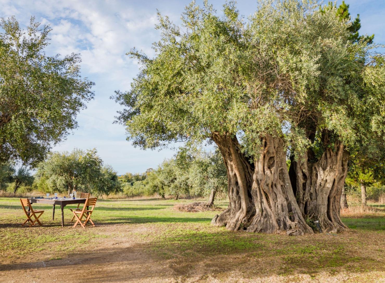 Paths through Alentejo: 7 Days of Luxury, Authenticity, and Sustainability